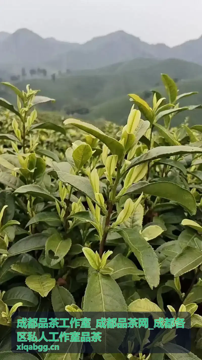 成都品茶工作室锦江区私人包间环境